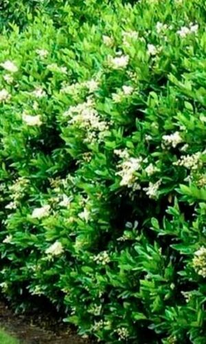 Olea Texana