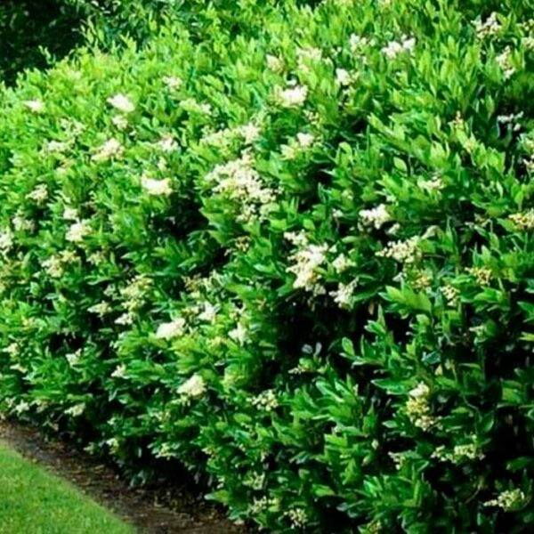 Olea Texana