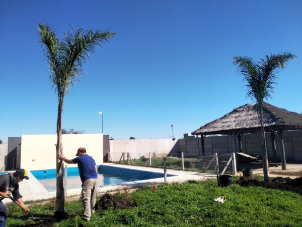 Plantación y colocación de Cesped