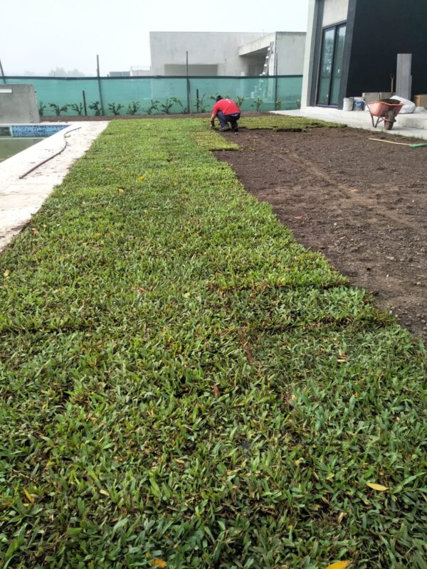 Plantación y colocación de Cesped - Image 4