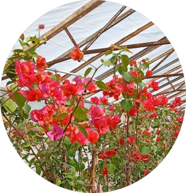 Santa Rita - Image 3