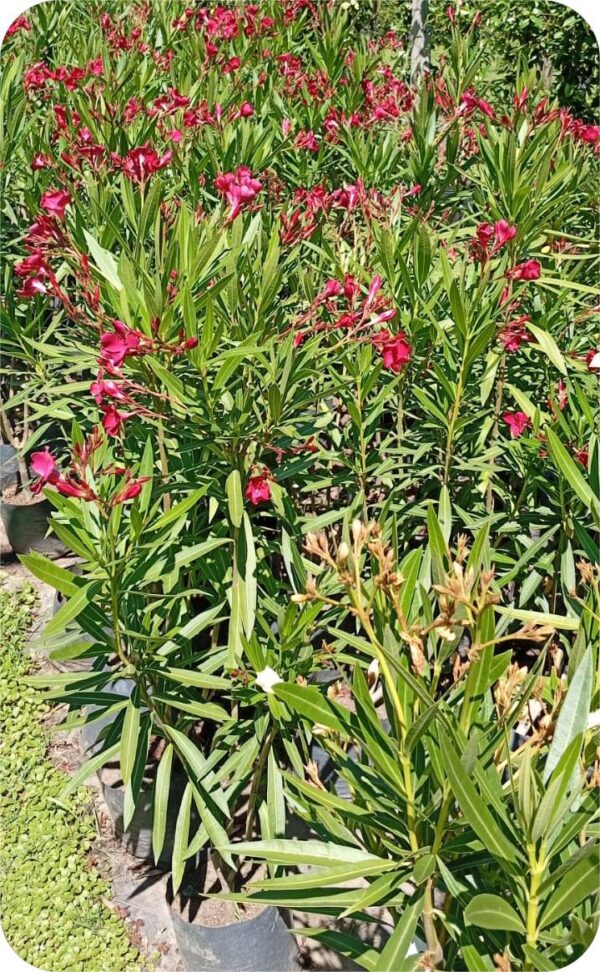 Laurel de Flor - Image 2