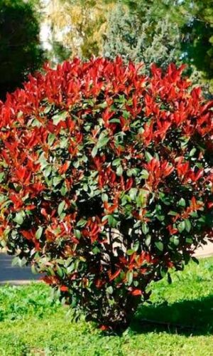 Photinia fraseri