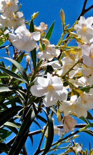 Laurel de Flor