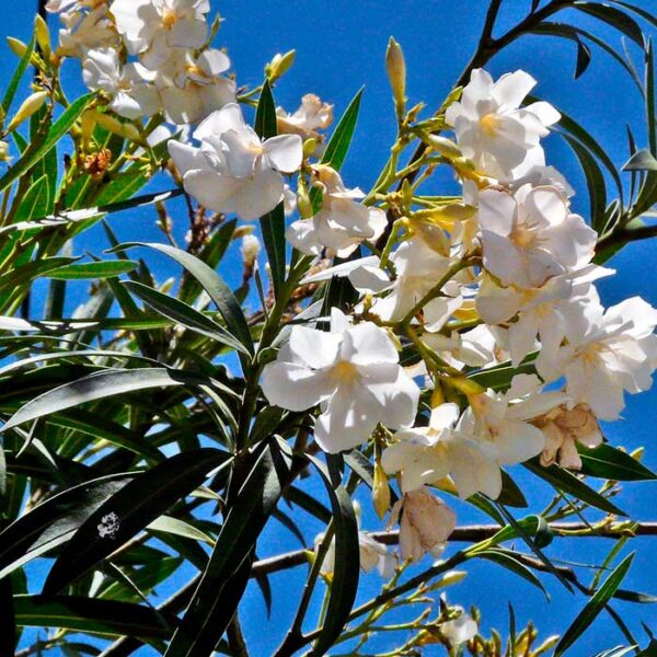 Laurel de Flor