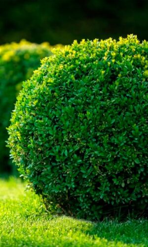Boj o Buxus