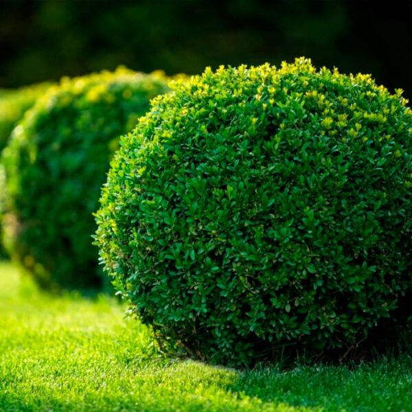 Boj o Buxus