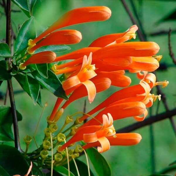 Bignonia venusta