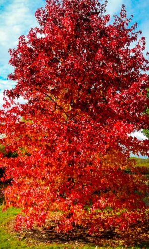 Liquidambar