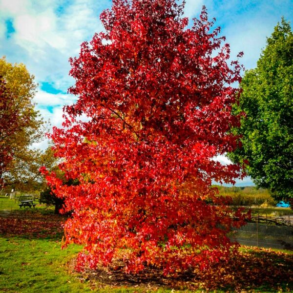 Liquidambar