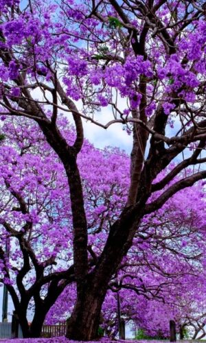 Jacarandá