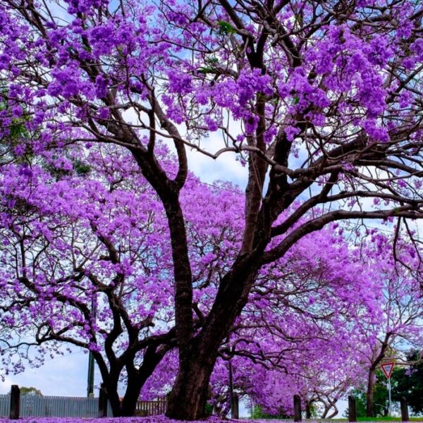 Jacarandá