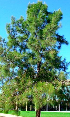 Casuarina