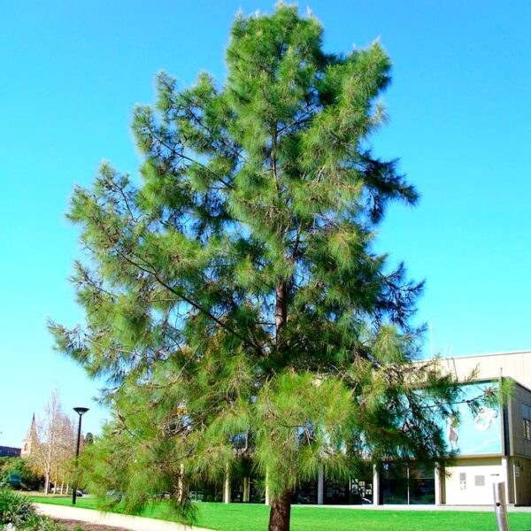 Casuarina