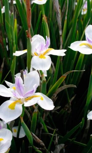 Dietes