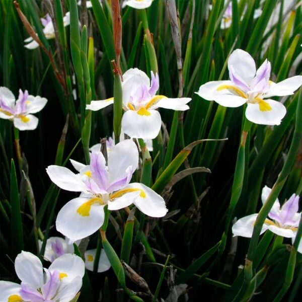 Dietes