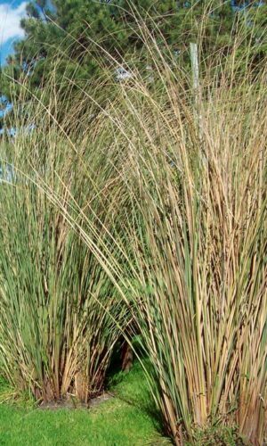 Paspalum haumannii