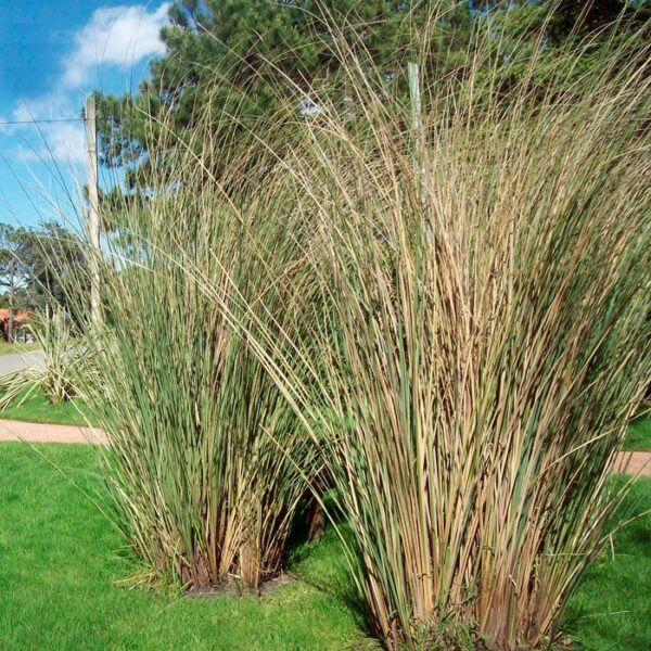 Paspalum haumannii