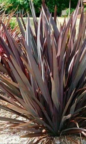 Phormio rubra