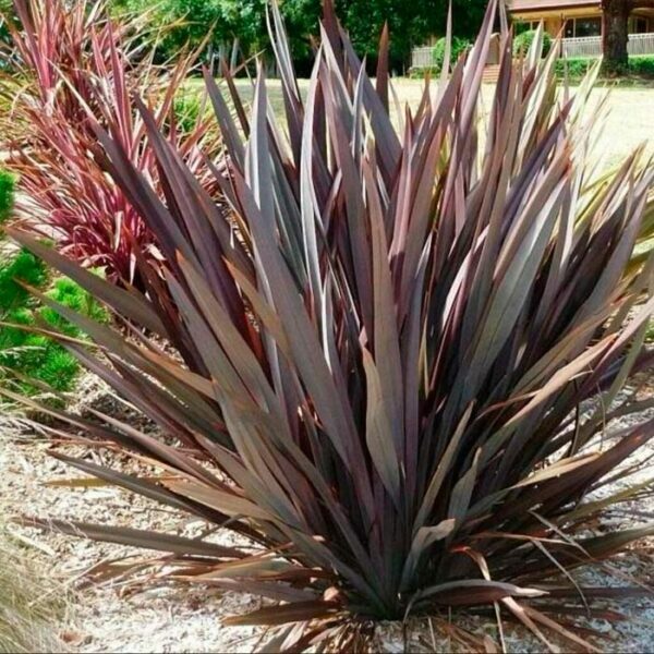 Phormio rubra