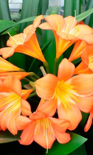 Clivias