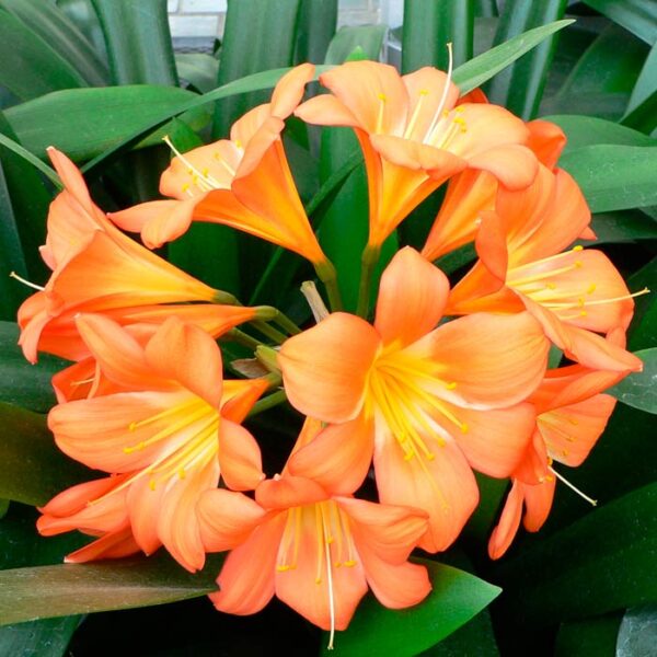 Clivias