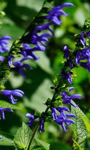 Salvia guaraníticas