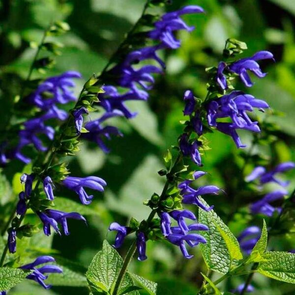 Salvia guaraníticas