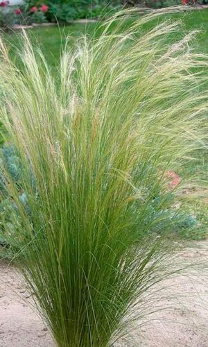 Stipa
