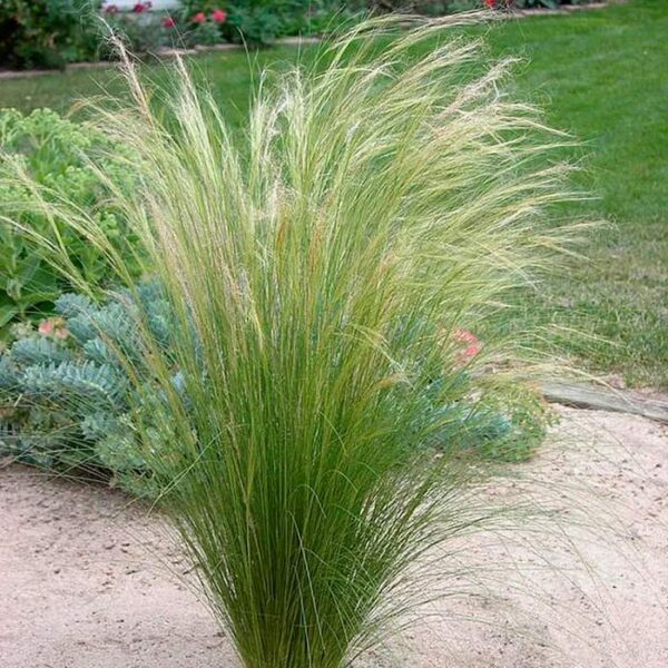 Stipa