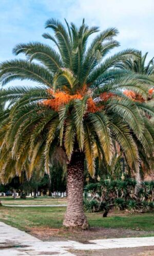 Phoenix canariensis