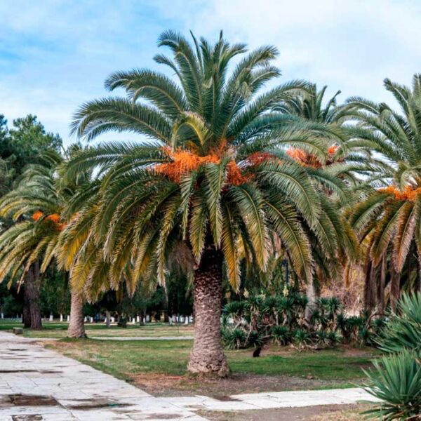 Phoenix canariensis