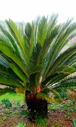 Cica revoluta
