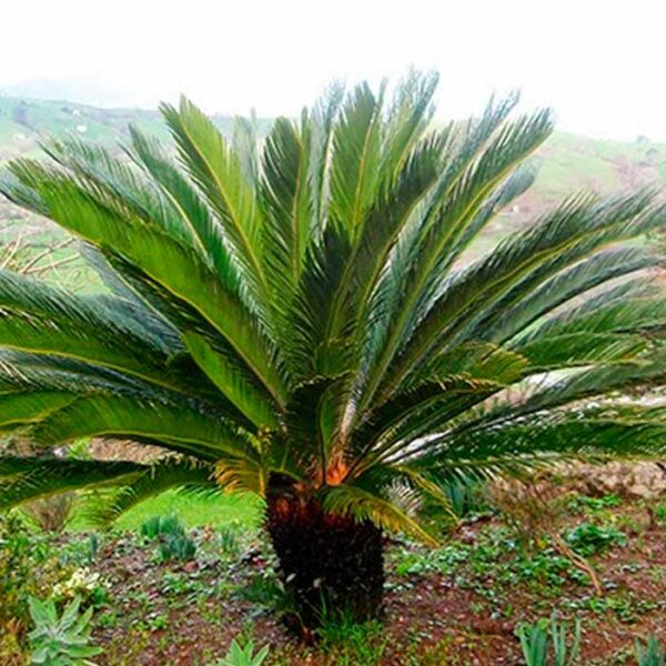 Cica revoluta
