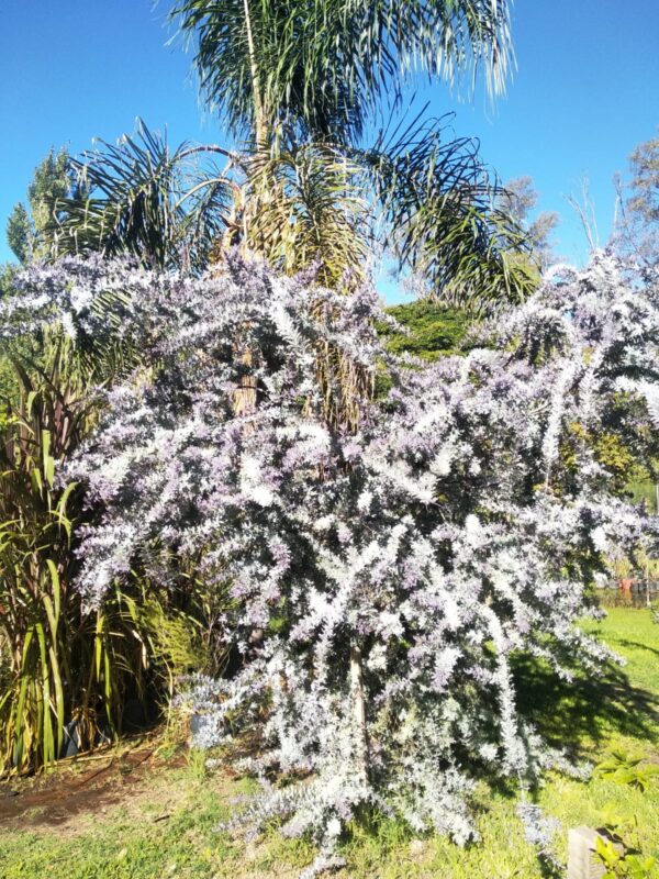 Acacia Bayleyana Rubra