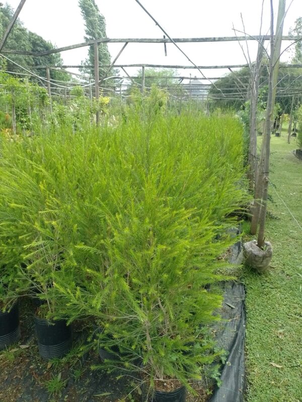 Melaleuca - Image 3