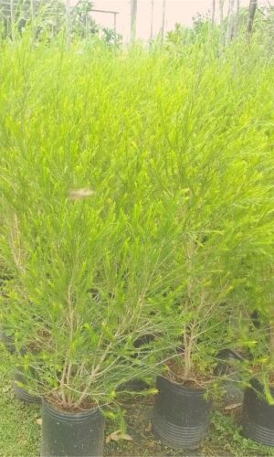 Melaleuca