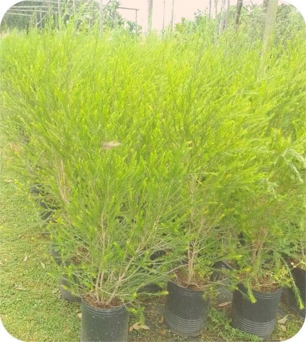 Melaleuca