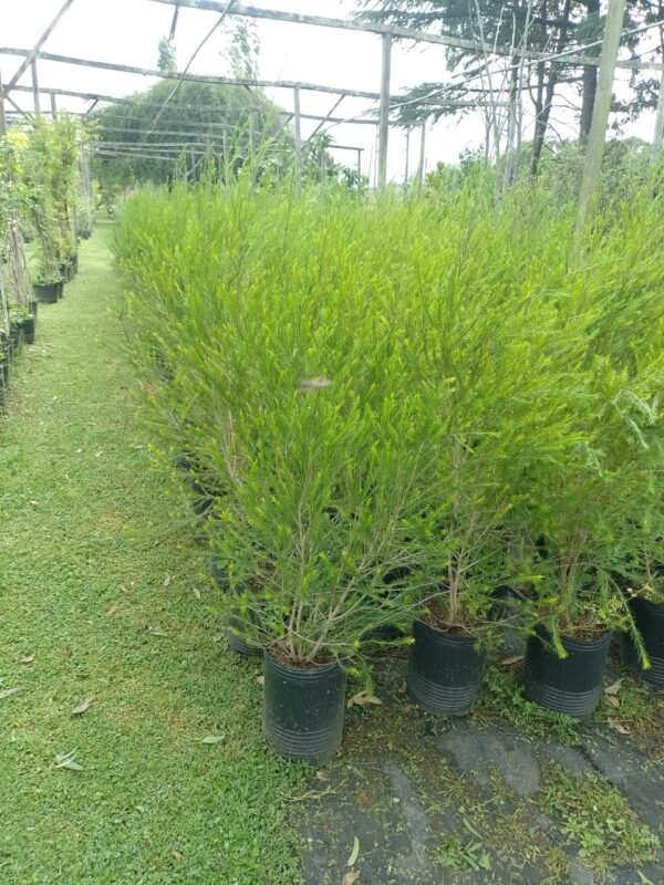 Melaleuca - Image 4