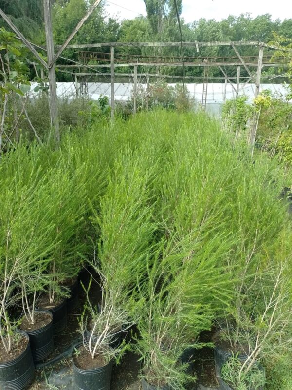 Melaleuca - Image 2