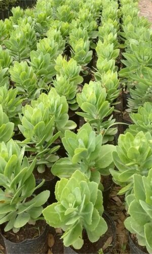 Sedum spectabile flor rosa