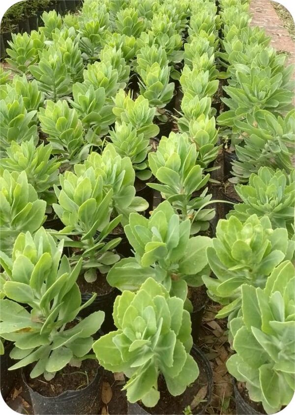 Sedum spectabile flor rosa