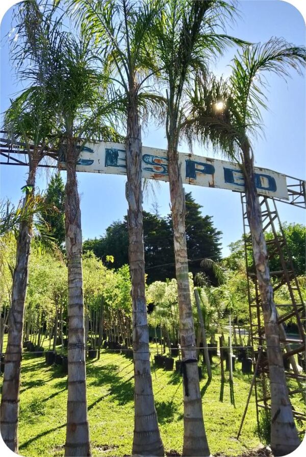 Pindo - Image 2