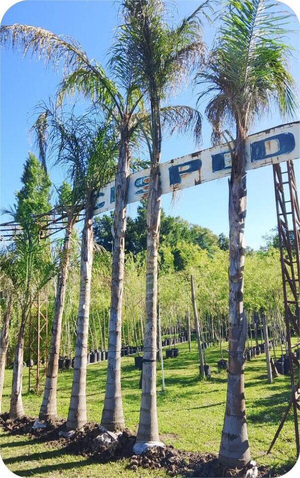 Pindo - Image 3