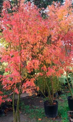 Acer palmatum