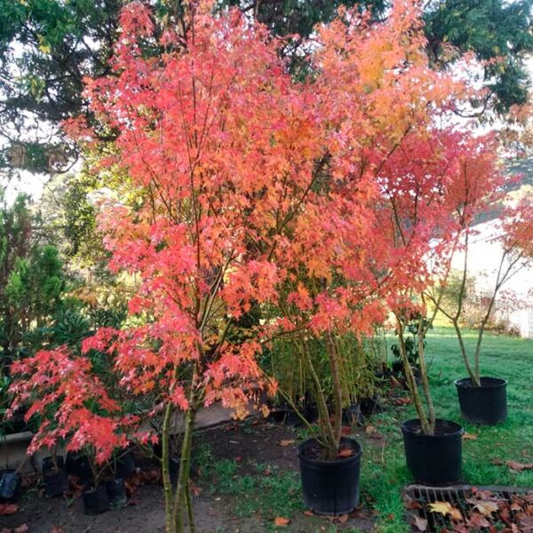 Acer palmatum