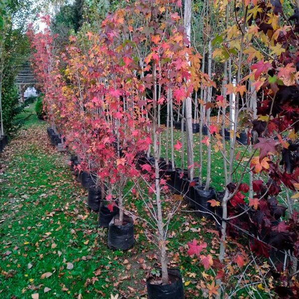 Acer palmatum - Image 2