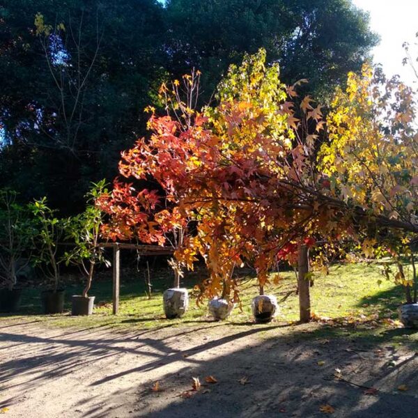 Acer palmatum - Image 3