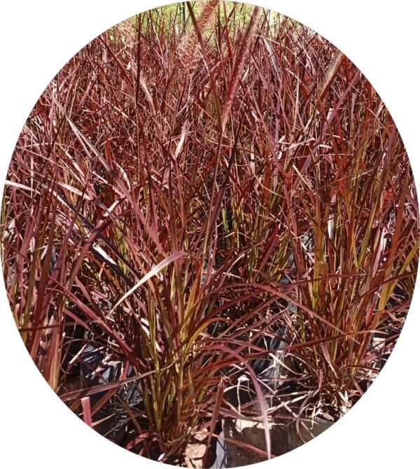 Penissetum Rubra - Image 2