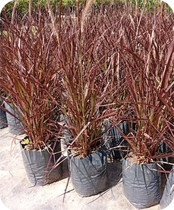 Penissetum Rubra - Image 3